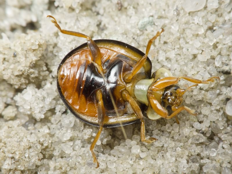 Harmonia axyridis (Pallas, 1773)